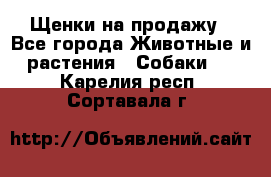 Щенки на продажу - Все города Животные и растения » Собаки   . Карелия респ.,Сортавала г.